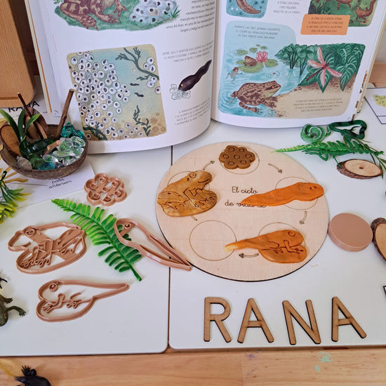 Eco- Moldes Ciclo de vida de La Rana