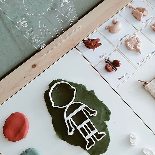 El cuerpo humano