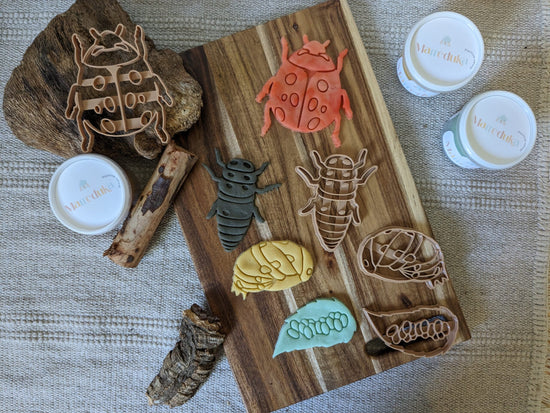 Eco- Moldes Ciclo de vida de La Mariquita
