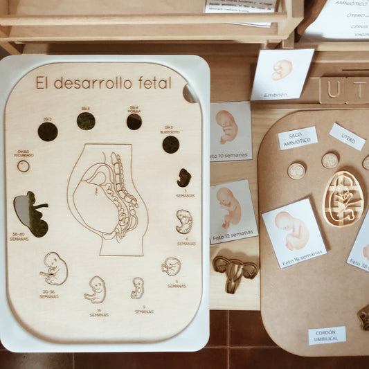 Pack Inserto Desarrollo fetal con moldes y proyecto.